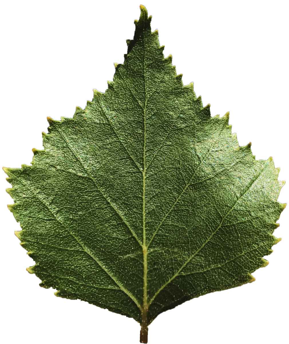 A young birch leaf